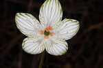 Largeleaf grass of Parnassus